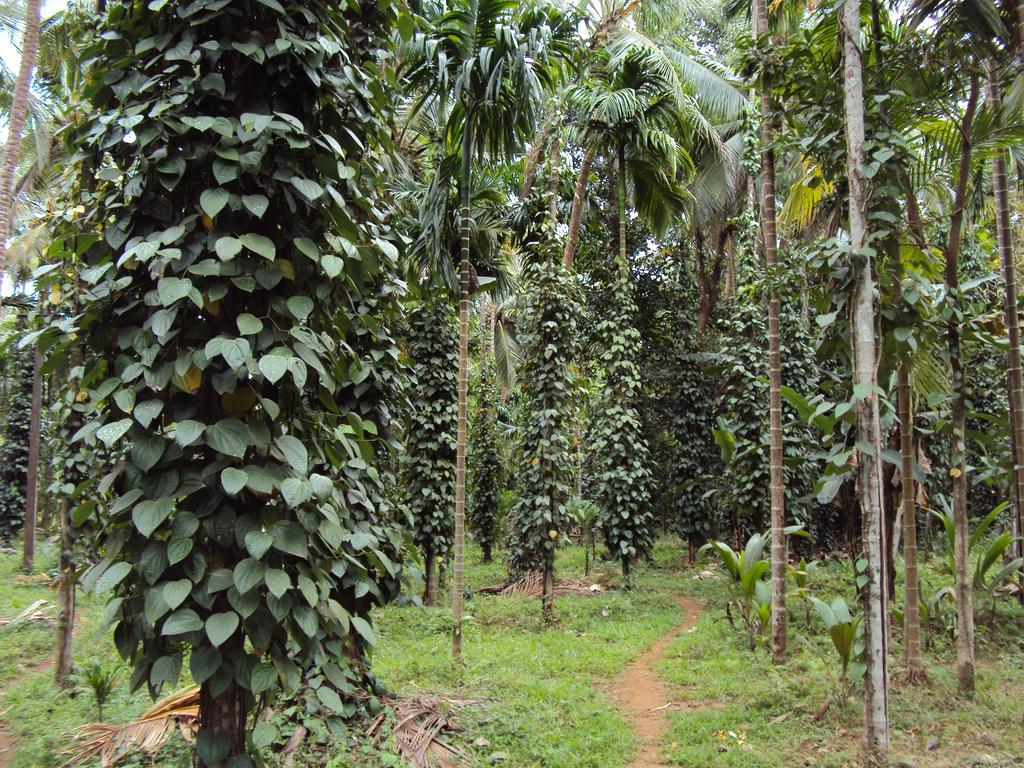 فيلا Dudhsagar Plantation Cormonem المظهر الخارجي الصورة