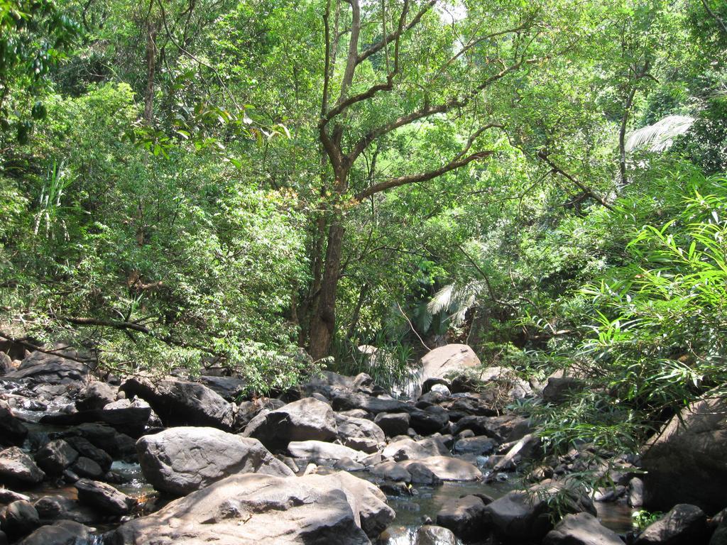 فيلا Dudhsagar Plantation Cormonem المظهر الخارجي الصورة