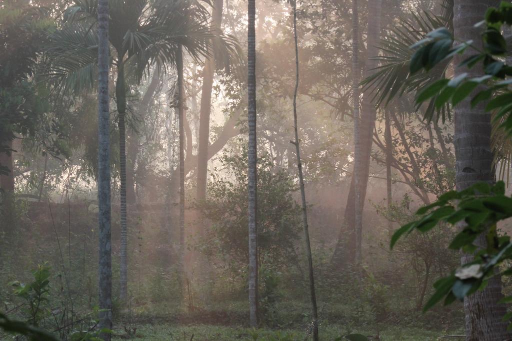 فيلا Dudhsagar Plantation Cormonem المظهر الخارجي الصورة